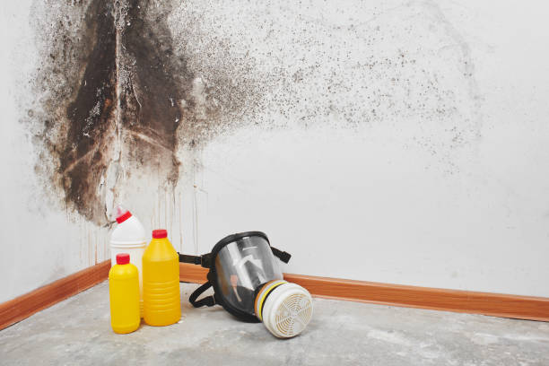 Best Certified Mold Removal  in Madison, NE