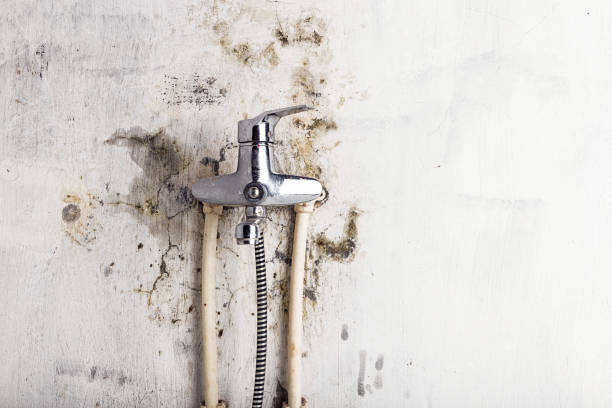 Best Office Mold Removal Services  in Madison, NE