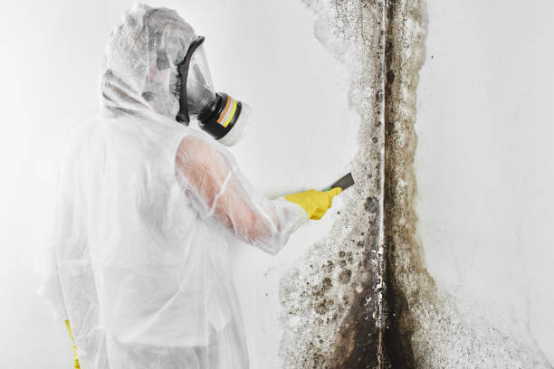 Best Attic Mold Removal  in Madison, NE