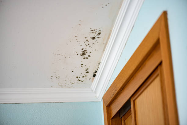 Best Local Mold Removal Service  in Madison, NE