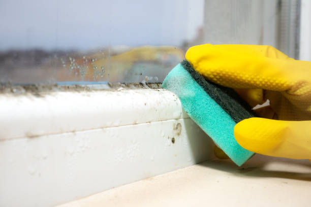 Best Residential Mold Removal  in Madison, NE