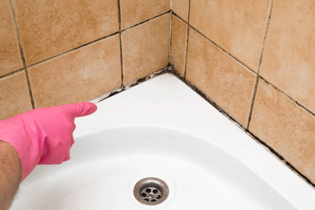Certified Mold Removal in Madison, NE