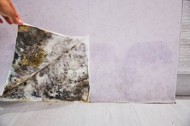 Best Fast Mold Removal  in Madison, NE